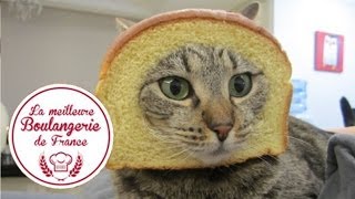 Headshot d'un chat dans "La meilleure boulangerie de France" (M6)