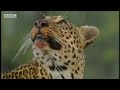 Leopards vs zebra - BBC wildlife