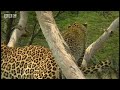Leopards vs zebra - BBC wildlife