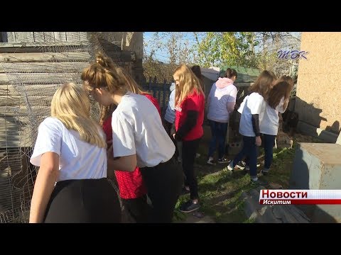 Во всемирный день животных искитимский приют пополнился запасами корма Во всемирный день животных искитимский приют пополнился запасами корма