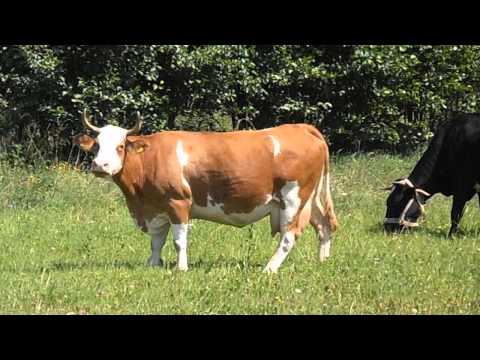 Krowa mleczna