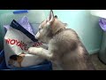 Impossibly Cute Husky Puppy: Wolfie's First Week
