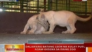 BT: 2 batang leon na kulay puti, agaw-eksena sa isang Zoo sa Subic