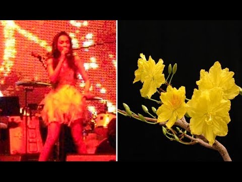 Con Bướm Xuân, Hiền Thục, Nhạc Xuân 2014, Giáng Sinh Úc Châu 2013, âm thanh số 1