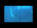 Diving with Sharks in North Carolina