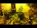 4000watt indoor Medical Marijuana Grow room