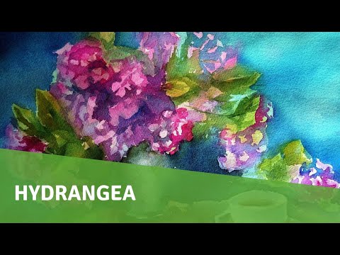 Watercolor painting  Hydrangea  YouTube