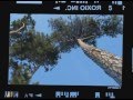 les PINS des Landes