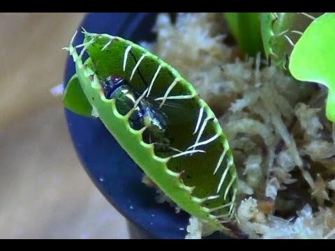 venus fly trap care youtube venus fly trap care youtube