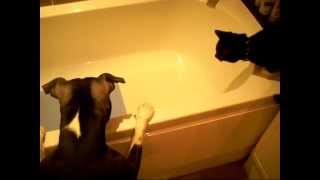 お風呂の水に興味津々の犬と猫。犬が猫を突き落としてみる。