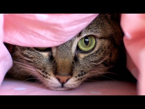 11 кошачьих секретов