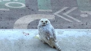 D.C.'s snowy owl is a hoot