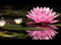 ✿❤✿ Michel Pépé - La Félicité  du Lotus ✿❤✿