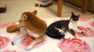 並んで毛づくろいに励む柴犬と猫　Grooming cats and Shiba Inu