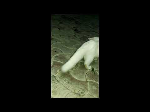 Cute Cat Playing with Insects