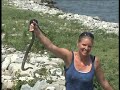 Girl Being Bitten by Aggressive Water Snakes