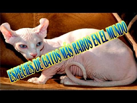 El sueño las manchas negras sobre la persona