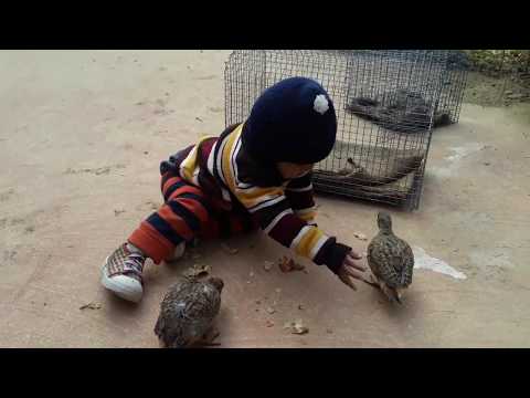 Funny Birds Trolling Babies and Kids