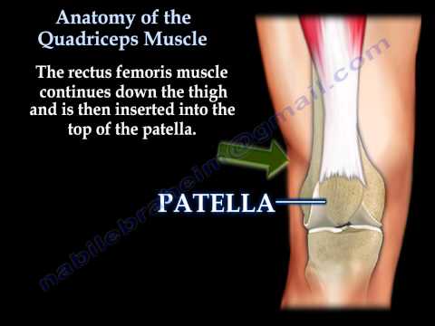 Download Anatomy Of The Quadriceps - Everything You Need To Know - Dr. Nabil Ebraheim