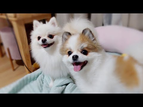 The Two Cute Pomeranians | Cute dog ♥ Funny dog