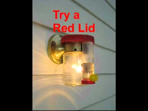 simple heated hummingbird feeder youtube simple heated hummingbird feeder youtube