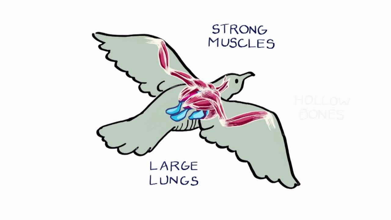 How Do Birds Fly? YouTube