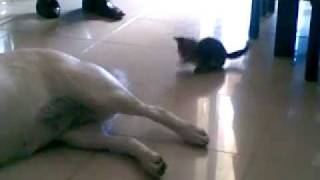 MMA ULTIMATE FIGHTING CAT X DOG MYAH VERSUS MELZOCA