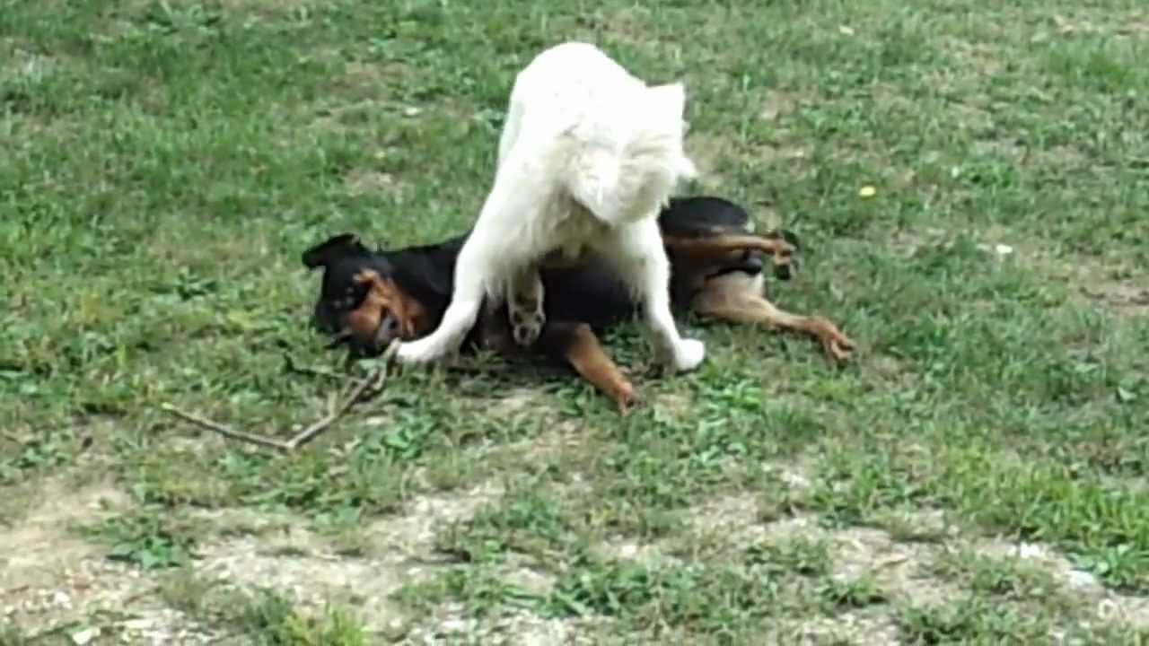 wolf vs rottweiler rottweiler vs coyote www pixshark images galleries with a bite wolf vs rottweiler rottweiler vs coyote www pixshark images galleries with a bite