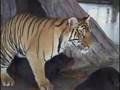 Tiger And Dog Mating? - Youtube