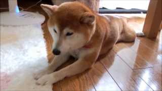 柴犬ひかり 進撃の開き Shiba Inu to relax