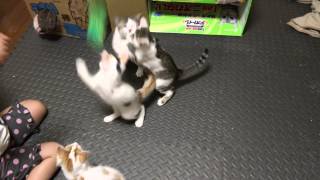 ちゃとらとはちわれ　2014　こどもと子猫