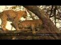 Leopards Mate in a Tree
