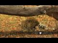 Leopards Mate in a Tree