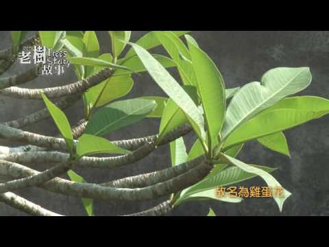 高雄市8棵百年老樹故事-雞蛋花(影片長度:4分36秒) 高雄市8棵百年老樹故事-雞蛋花(影片長度:4分36秒)
