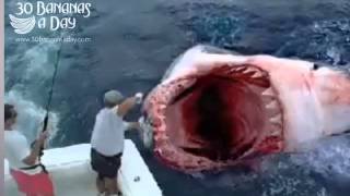 Best of YouTube Best of YouTube