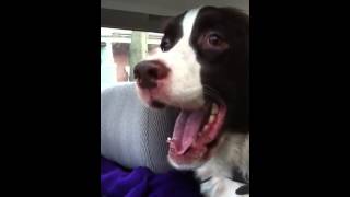 Springer Spaniel Sees a Squirrel & Goes Nuts!