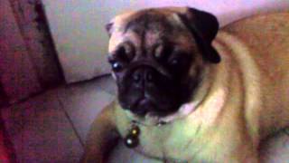 How my pug responds to loud noise instead of going away from it