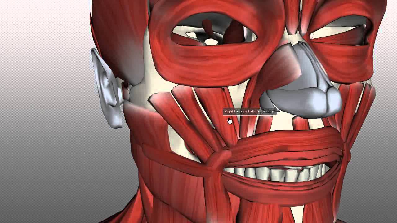 Muscles of Facial Expression - Anatomy Tutorial PART 2 - YouTube