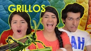 COMIENDO GRILLOS / CHAPULINES | RETO POLINESIO