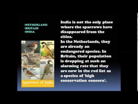 Slogans On Save Birds