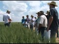 Dia de campo de cultivares de Trigo Safra 2012