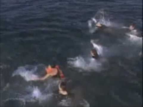 shark attack real helicopter filmed footage attacks crew great