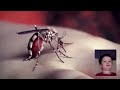 Yeah Yeah Yeahs - Mosquito