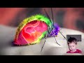 Yeah Yeah Yeahs - Mosquito