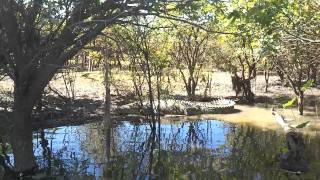 Big crocodile on the Mary River. 12 June 2011