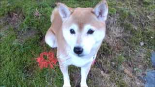 柴犬いちごと彼岸花　Lycoris and Shiba Inu