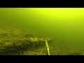 Подводная охота на жереха
