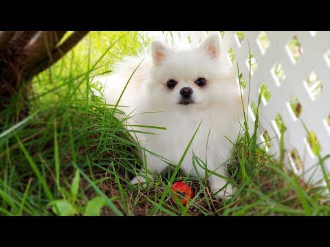 Apple-picking Puppies | Cute dog harvest apple