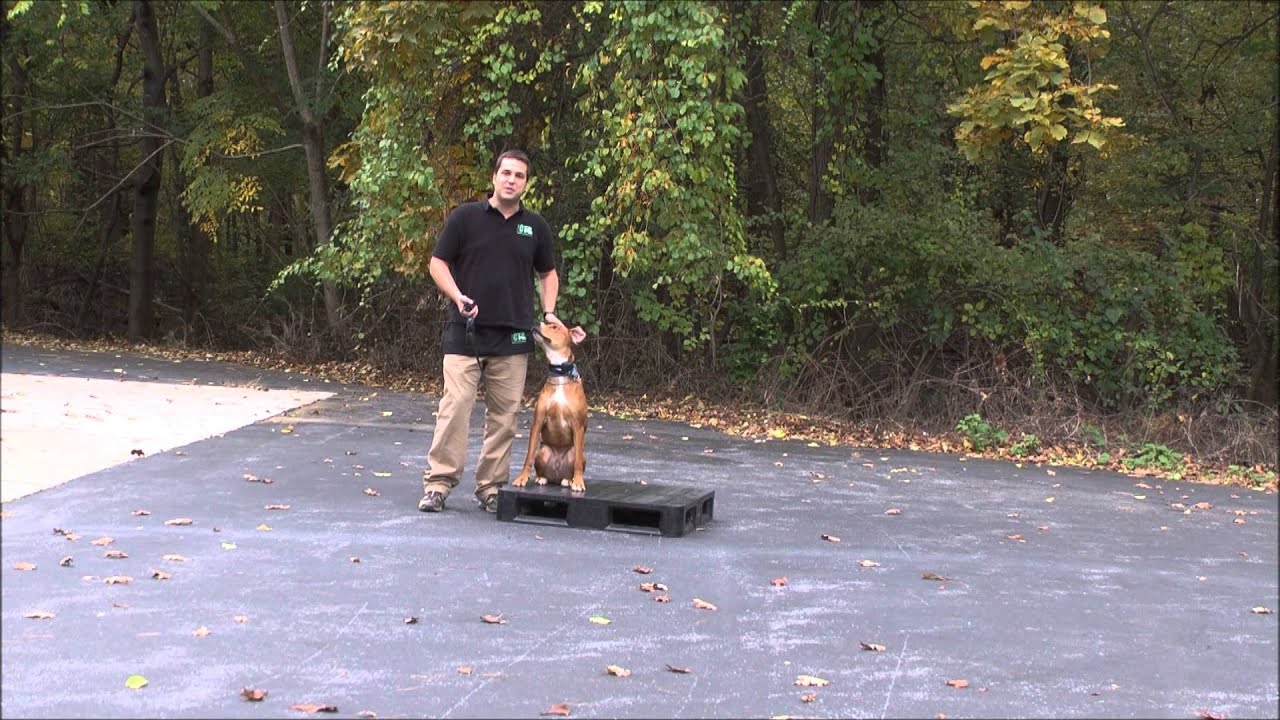 Dog Training for High Level Energy Dogs in Maryland - YouTube