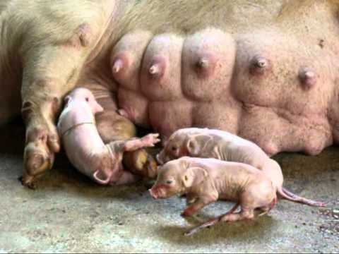 Can Dogs Have Full Fat Milk Can Dogs Have Full Fat Milk
